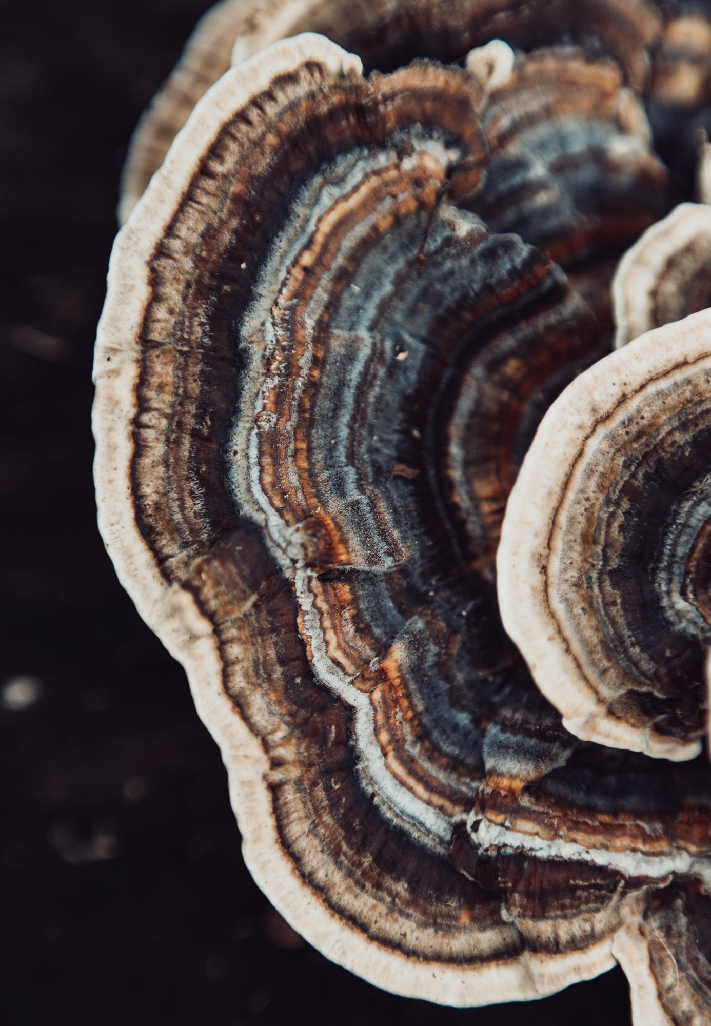 FUNGI 1