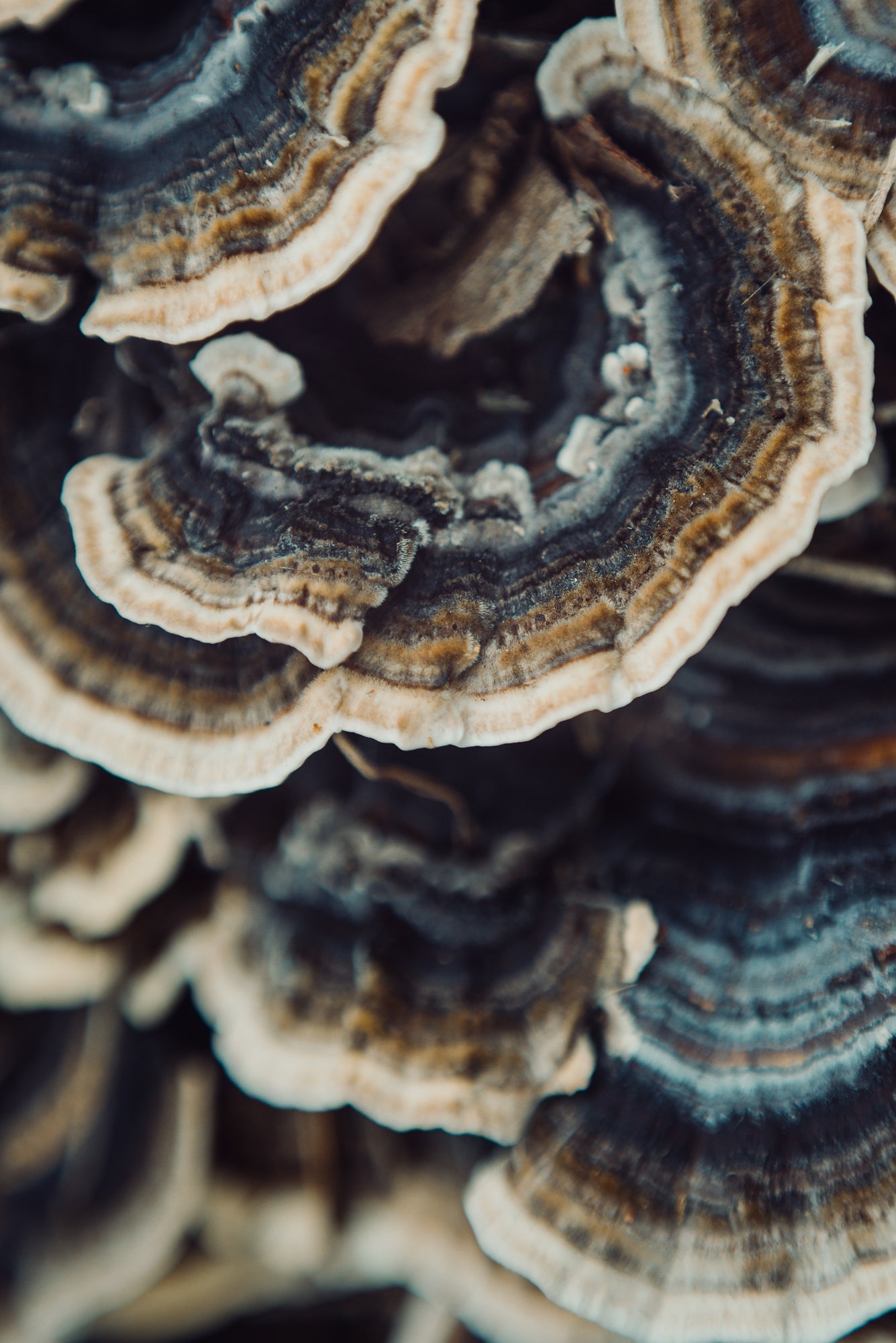 FUNGI 4
