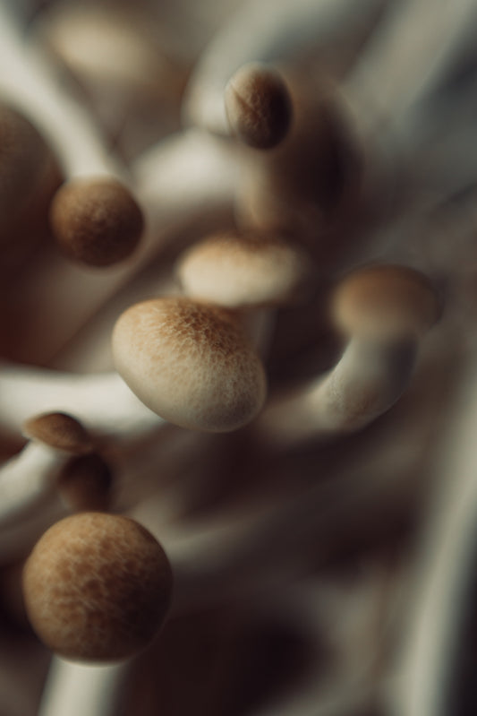 FUNGI 5