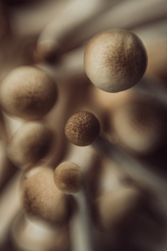 FUNGI 6