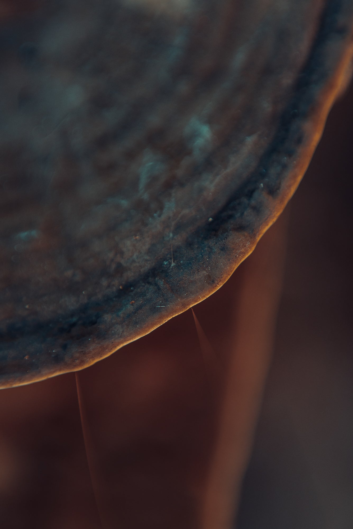 FUNGI 7
