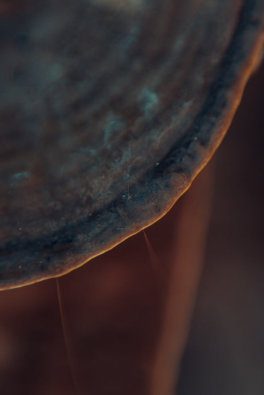 FUNGI 7