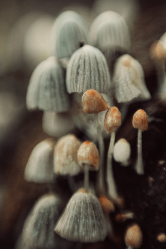 FUNGI 8