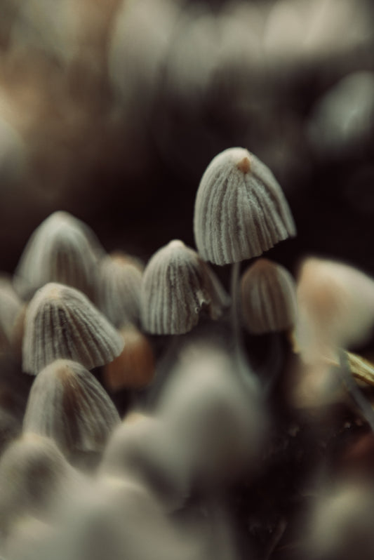 FUNGI 11
