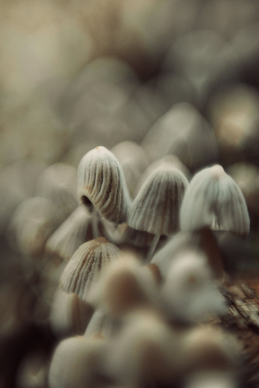 FUNGI 9