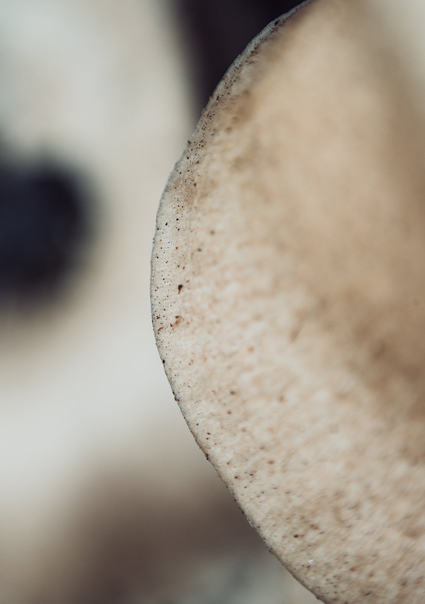 FUNGI 2