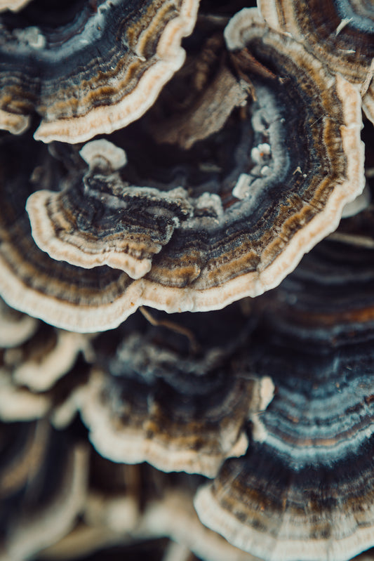 FUNGI 4