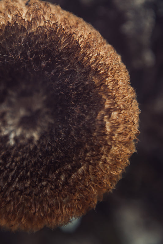 FUNGI 3