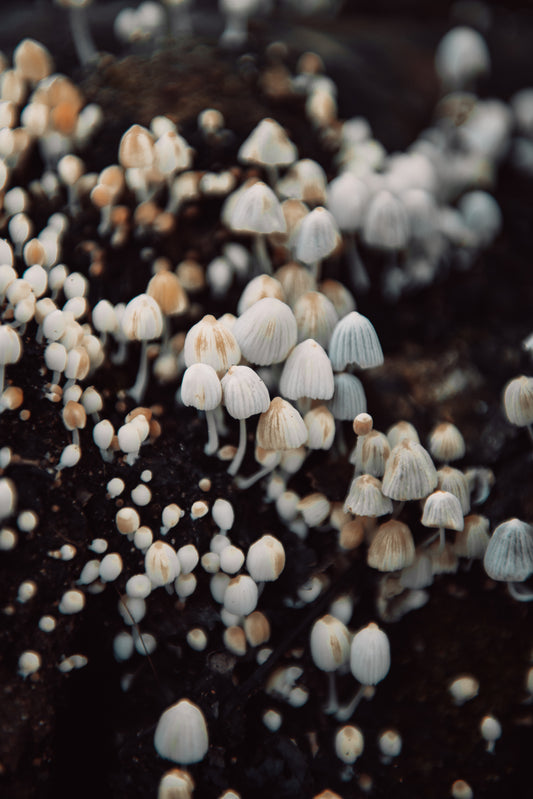 FUNGI 10